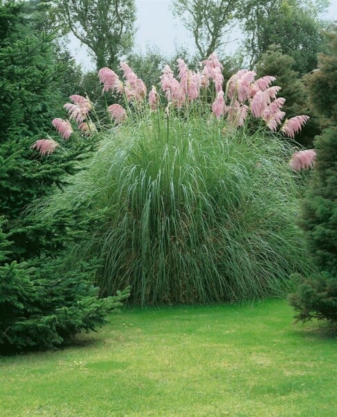 Cortaderia selloana Rosea C5