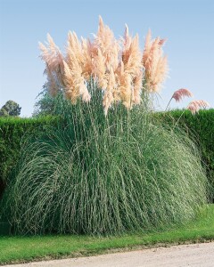 Cortaderia selloana Rosea C5