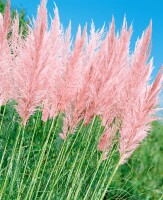 Cortaderia selloana Rosea C5