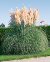 Cortaderia selloana Rosea C5