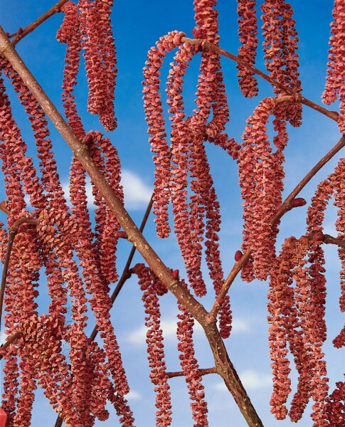 Corylus avellana Rote Zellernuß 50- 60 cm