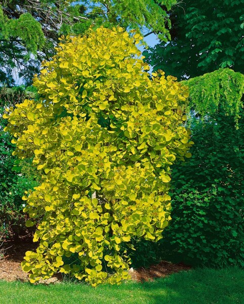 Cotinus coggygria Golden Spirit 100- 125 cm