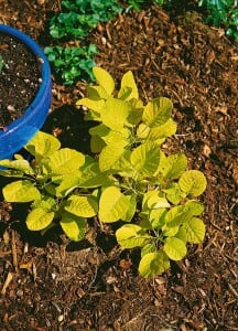 Cotinus coggygria Golden Spirit 100- 125 cm