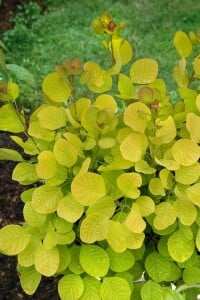 Cotinus coggygria Golden Spirit 100- 125 cm