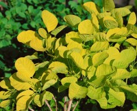 Cotinus coggygria Golden Spirit 100- 125 cm