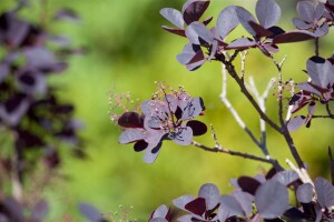 Cotinus coggygria Royal Purple Stammhöhe 80 cm + Krone