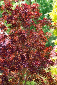 Cotinus coggygria Royal Purple Stammhöhe 80 cm + Krone