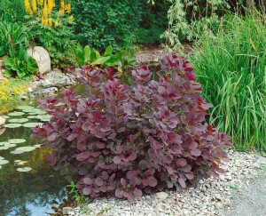 Cotinus coggygria Royal Purple Stammhöhe 80 cm + Krone