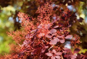 Cotinus coggygria Royal Purple Stammhöhe 80 cm + Krone