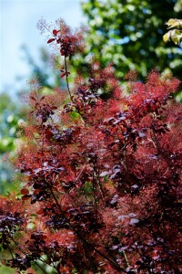 Cotinus coggygria Royal Purple Stammhöhe 80 cm + Krone