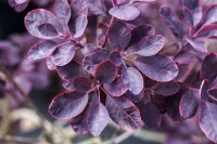 Cotinus coggygria Royal Purple Stammhöhe 80 cm + Krone