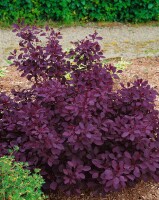 Cotinus coggygria Royal Purple Stammhöhe 80 cm + Krone