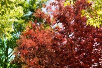 Cotinus coggygria Royal Purple Stammhöhe 80 cm + Krone