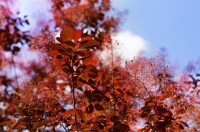 Cotinus coggygria Royal Purple Stammhöhe 80 cm + Krone