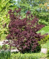 Cotinus coggygria Royal Purple Stammhöhe 80 cm + Krone