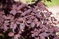 Cotinus coggygria Royal Purple Stammhöhe 80 cm + Krone