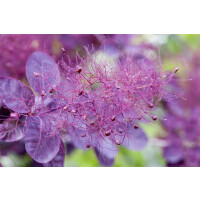 Cotinus coggygria Royal Purple kräftig 4xv mDb 150-...