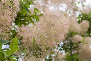 Cotinus coggygria Young Lady - 3xv mB 80- 100 cm kräftig