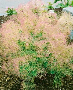 Cotinus coggygria Young Lady - 3xv mB 80- 100 cm kräftig