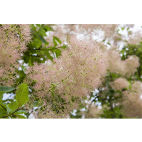Cotinus coggygria Young Lady - 3xv mB 80- 100 cm...