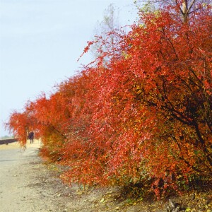 Cotoneaster acutifolius C3 60-100