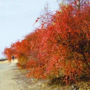 Cotoneaster acutifolius (lucidus) 100- 125 cm