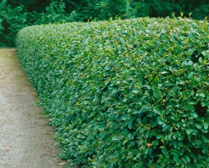 Cotoneaster acutifolius (lucidus) 100- 125 cm