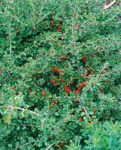 Cotoneaster acutifolius (lucidus) C18 175-200