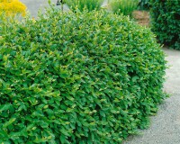 Cotoneaster acutifolius (lucidus) C18 175-200