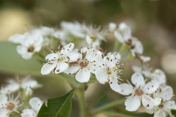 Crataegus lavallei Carrierei 60- 100 cm