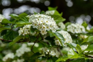 Crataegus lavallei Carrierei 60- 100 cm