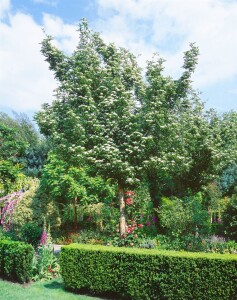 Crataegus lavallei Carrierei 60- 100 cm