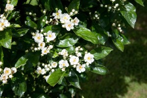 Crataegus lavallei Carrierei 60- 100 cm