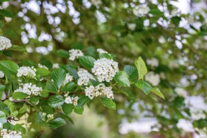 Crataegus lavallei Carrierei 60- 100 cm