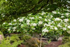 Crataegus lavallei Carrierei 60- 100 cm