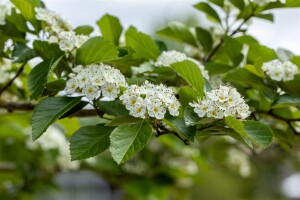 Crataegus lavallei Carrierei 60- 100 cm