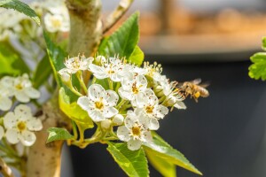 Crataegus lavallei Carrierei 60- 100 cm