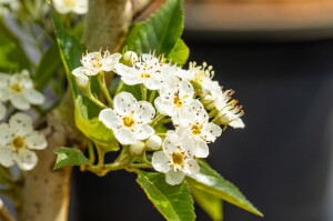 Crataegus lavallei Carrierei 60- 100 cm