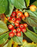 Crataegus lavallei Carrierei 60- 100 cm