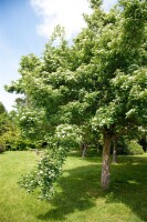 Crataegus lavallei Carrierei 60- 100 cm