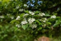 Crataegus lavallei Carrierei 60- 100 cm