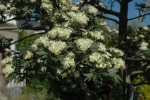 Crataegus monogyna 100- 150 cm