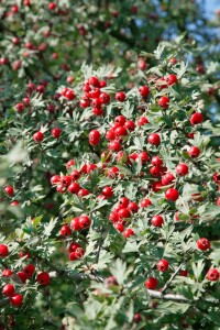 Crataegus monogyna 100- 150 cm