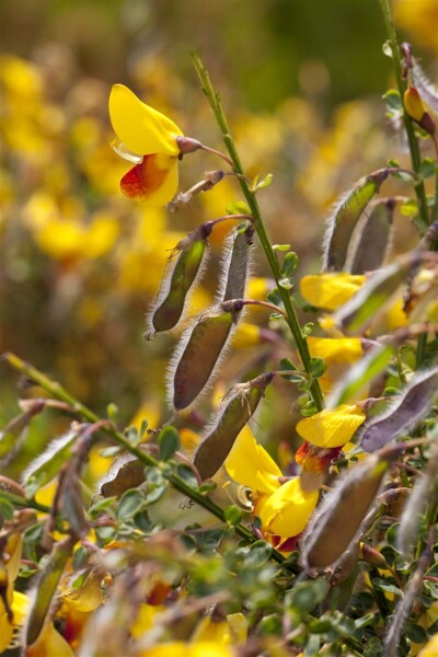 Cytisus scoparius Andreanus C3 60-