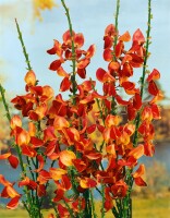 Cytisus scoparius Andreanus C3 60-