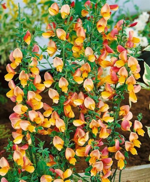 Cytisus scoparius Apricot Gem C2 40-60