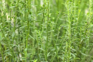 Cytisus scoparius Burkwoodii 60- 80 cm