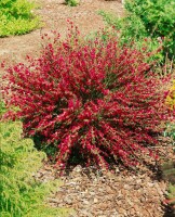 Cytisus scoparius Burkwoodii 60- 80 cm