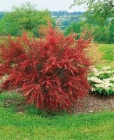 Cytisus scoparius Burkwoodii 60- 80 cm