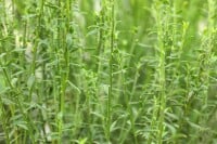 Cytisus scoparius Burkwoodii 60- 80 cm